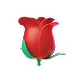 bouchon de rose, emoji rose, rose rouge, fleur de tulipe, belles fleurs