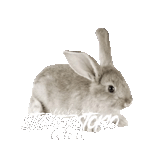 coniglio, coniglio bianco, coniglio grigio, coniglio su sfondo bianco, coniglio argento su sfondo bianco