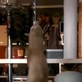 gatinho, o guaxinim está em casa, gato espelho, gato engraçado, animal ridículo