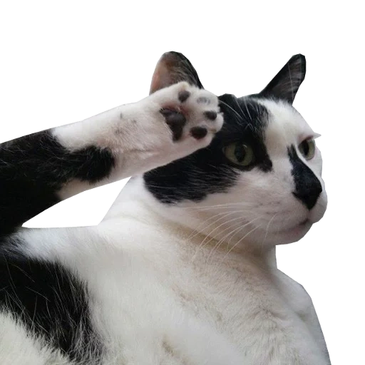 cat, cat, meme cat, the cat is saluting, american short-haired cat