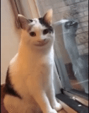 cat, cat mema, funny cats, the cat smiles at the meme, smiling the cat of memes
