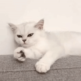 кошечка, белая кошка, белый котенок, котята британцы белые, британская короткошёрстная кошка