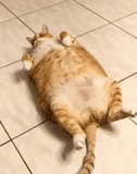 gatto, gatto grasso, gatto grasso, gatto pesante, gatto grasso