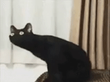 chat, kote, chat, chat noir, chat noir