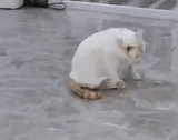 gato, perro marino, gato amogus, gato blanco, gato grueso blanco