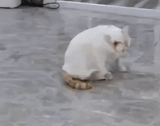 cat, cat, amogus cat, white cat, fat white cat