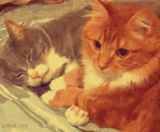 gato, gato rojo, gatito rojo, collage de gato rojo, gato gatito