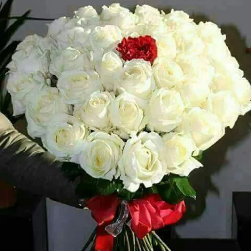 61 белая роза, белые розы красивые, белые розы 75 эквадор, аваланж букет 51 роза, букет 51 красно-белой розы