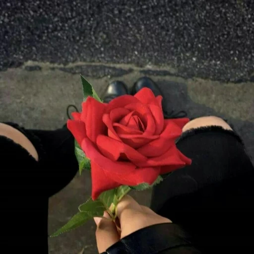 розы, роза роза, роза красная, красивые розы
