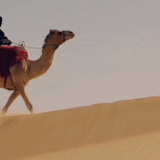 верблюд, девушка, араб клип, филипп киркоров, бедуин верблюдом пустыне
