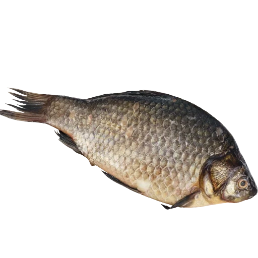 fish vobla, karp karas, carpa cruciana di pesce, crucian carp 100 grammi, sfondo bianco cruciale