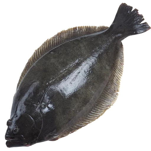 platija, pez paltus, inundación de peces, el pez es una platija similar, paltus oil fish zubatka