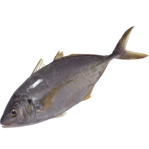fish, tuna, pull cedar fish, yellow-billed fish, maximum weight of tuna