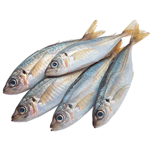 anchoa, pescado fresco, pez río, pez koryushka, pescado fresco