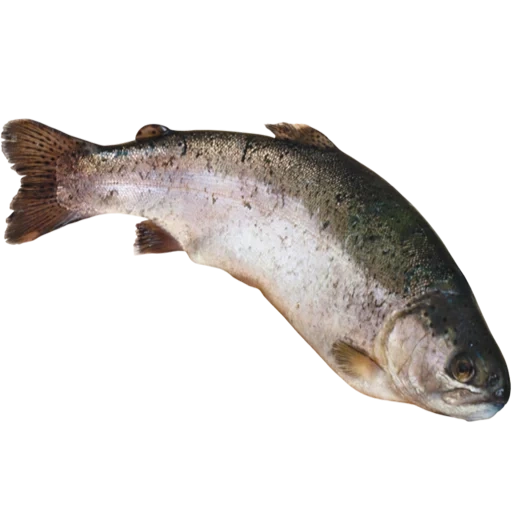 trout, salmonidés, poisson de kijuchi, trout, poisson à bosse