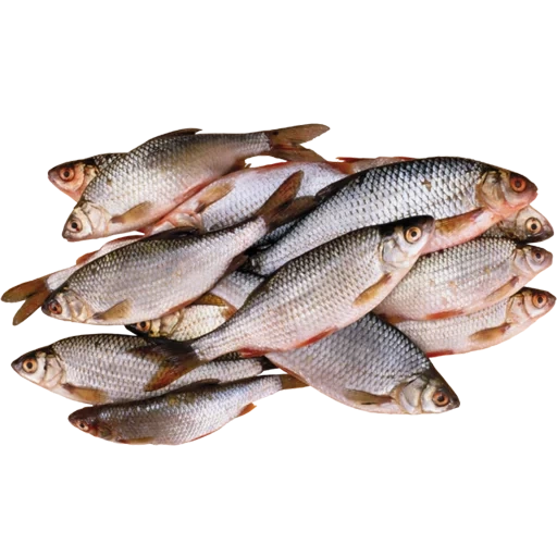 pesce fluviale, il pesce è fresco, pesce utile, chebak è lo scarafaggio del cuscinetto, pesce silino fresco
