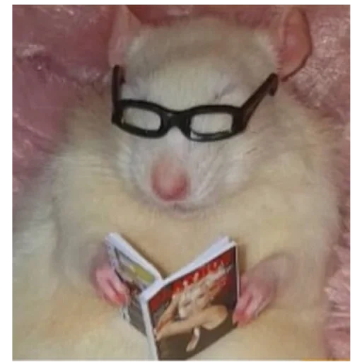 clever hamster, mouse with glasses