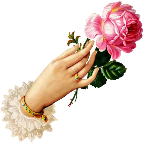 руки цветы, рука розой, рука цветами прозрачном фоне, рука цветком прозрачном фоне, женская рука цветком прозрачном фоне
