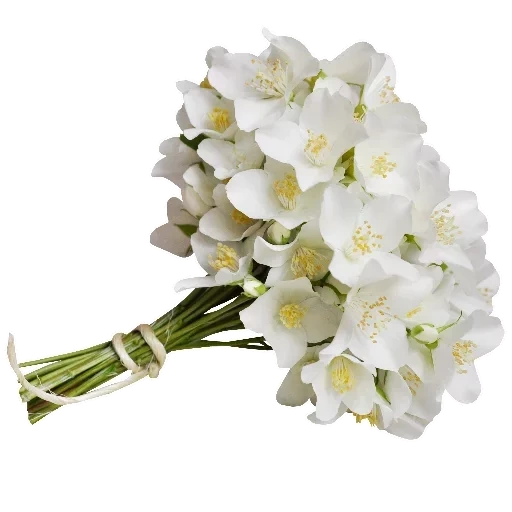 цветы белые, букет цветов белый, белые фрезии букет невесты, букет невесты орхидей фаленопсис, орхидея дендробиум свадебный букет