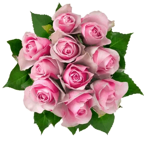 розовые розы, розовый букет, розы белом фоне, букет розовых роз, розовые розы белом фоне