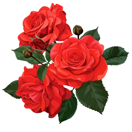 роза цветок, красные розы, цветы красные розы, розы прозрачной основе, на прозрачном фоне цветы