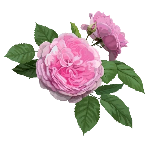 роза пинк, pink roses, роза дамасская, rosa centifolia vector, пионовидная роза дэвид остин