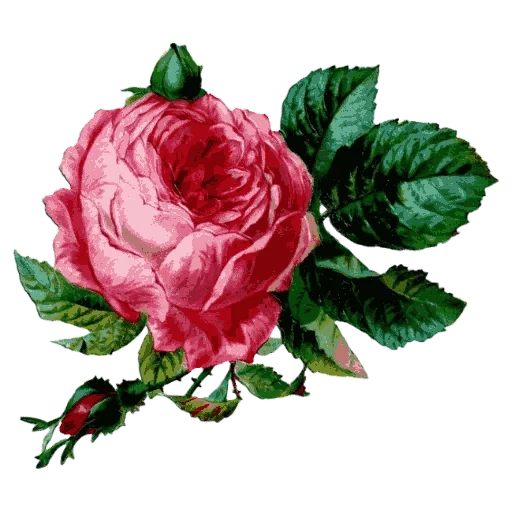 розы винтаж, роза клипарт, красивые розы, винтажные розы, винтажные цветы