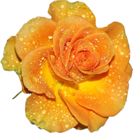 розы желтые, оранжевые розы, цветы прозрачном фоне, желтые розы прозрачном фоне, оранжевая роза прозрачном фоне
