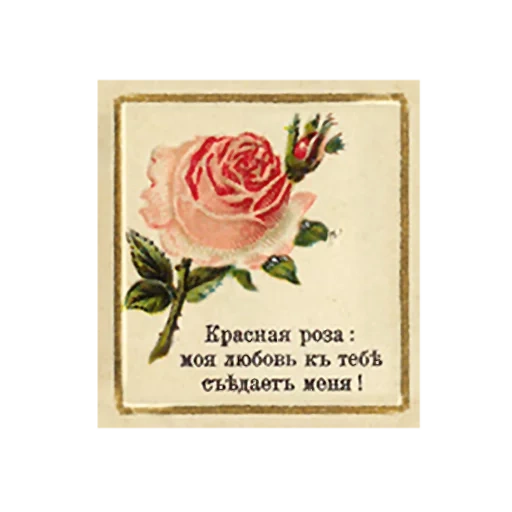 postcard, rose retro, rose postcard, retro rose, postcard rose