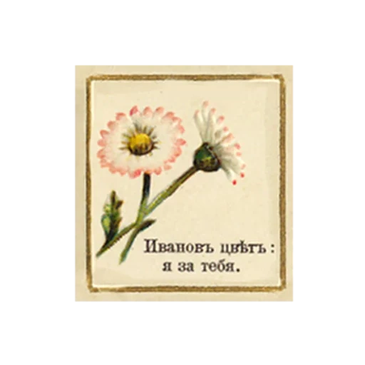 camomila, linguagem da flor, flor de margarida, margarida selvagem, diagrama de planta