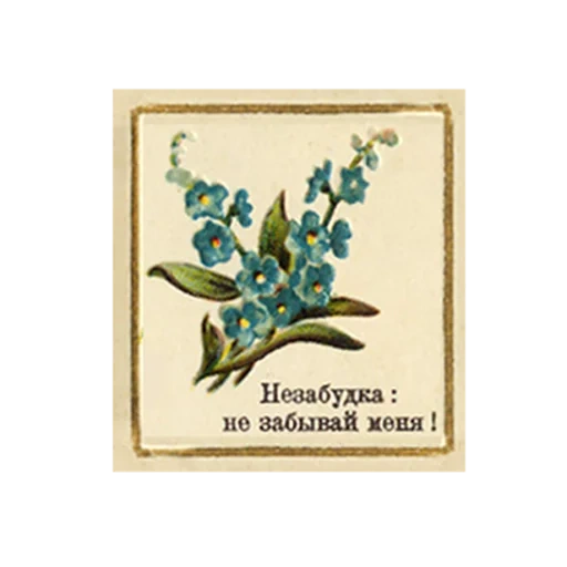 plants, olive branch, forget-me-not package, plant diagram, illustration of plants and flowers