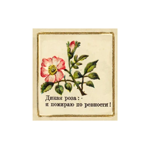 flowers, flower language, retro rose, postcard flowers, retro rose postcard