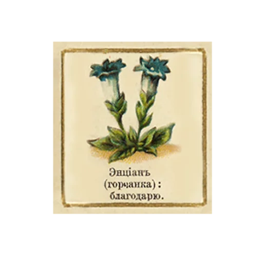la genziana, fiori di genziana, genziana, genziana alpina, illustrazioni di piante di genziana