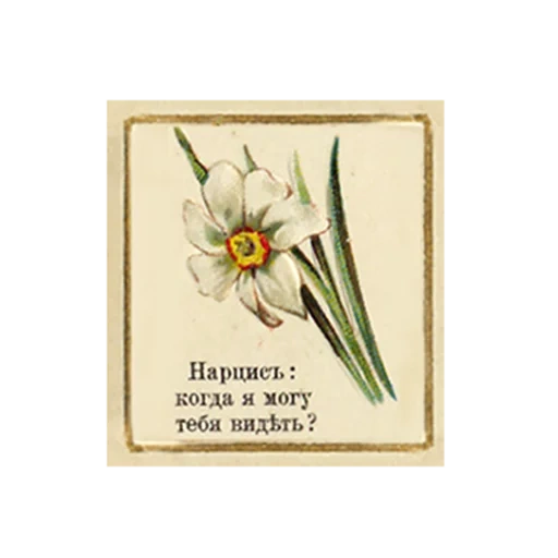 flower pattern, illustrated flowers, pattern, flower painting, narcissus postcard