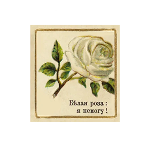 rose blanche, roses rétro, rose vintage, cartes postales de roses, roses vintage