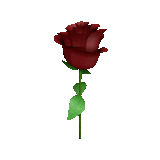 rose, rose red, rosa arsham, batang mawar, rose red