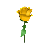 roses jaunes, fleurs jaunes, la tige de la fleur, symbole des roses jaunes, rose jaune avec un fond blanc