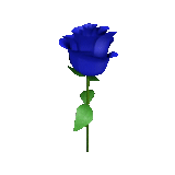 fleurs, rose bleue, rose bleue, de belles roses, roses violettes