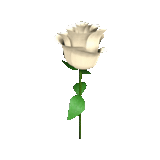 les roses sont blanches, la rose est une rose blanche, tige de rose blanche, tige de rose blanche, la rose est blanc artificiel