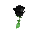 rose rouge, une rose, rose noire, fleur de rose noire, fond transparent noir rose