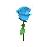 синяя роза, роза голубая, розы красивые, цветы синие розы, синяя роза стеблем