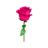 roses, rosa steel, rosa stem, rose is raspberry, stabilized rose of the stem