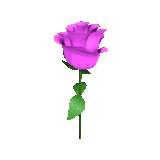 le rose, bocciolo di rosa, rosa rosa 30cm, le rose, flower simulation rose