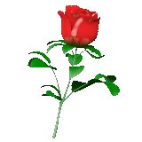 budon de rose, une rose, rose rouge, roses avec un fond transparent, une fleur de rose brisée
