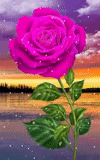 rose, rosa rosa, rainbow rose, rosa carmesí, hermosas flores rosas