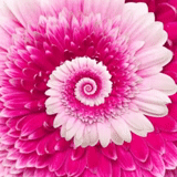 flores de fundo, crisântemo africano, padrão, crisântemo africano, espiral de flor rosa
