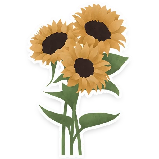 sunflower, sunflowers have no background color, sunflower with white background, ornamental sunflower, cartoon sunflower