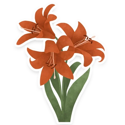 lily, flower flower, lily orange, orange lily bouquet