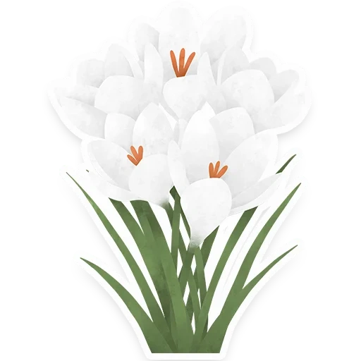 flowers, white crocus, flower flower, saffron on a white background