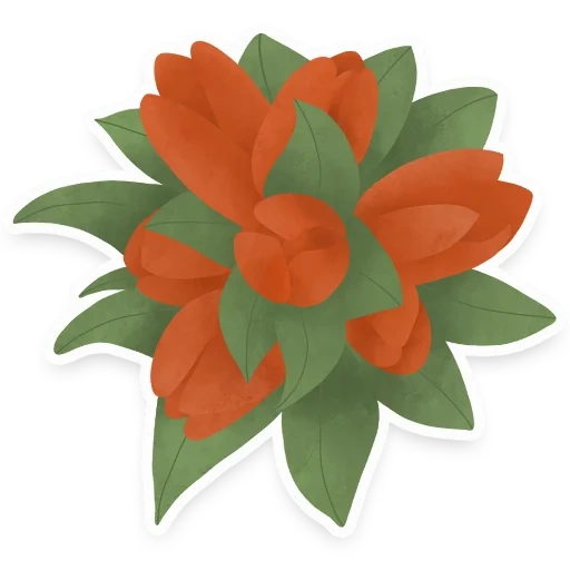 feko kece, flower clip, flower flower, poinsettia, orange flower scissors